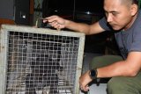 MACAN TUTUL DITANGKAP KARENA MASUK PERKAMPUNGAN