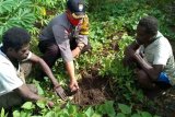 Bhabinkamtibmas ajari warga bercocok tanam di perbatasan RI-PNG