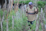 Petani menyemprotkan pestisida pada tanaman tomat di Desa Galis, Pamekasan, Jawa Timur, Senin (14/12/2020). Petani tomat di daerah itu terpaksa meningkatkan penyemprotan cairan pestisida menjadi sekali dalam dua hari 
 dari biasanya satu kali dalam se minggu karena tingginya serangan hama yang juga menyebabkan turunnya produksi hingga 50 persen. Antara Jatim/Saiful Bahri/Um