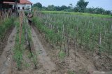 Petani menyemprotkan pestisida pada tanaman tomat di Desa Galis, Pamekasan, Jawa Timur, Senin (14/12/2020). Petani tomat di daerah itu terpaksa meningkatkan penyemprotan cairan pestisida menjadi sekali dalam dua hari 
 dari biasanya satu kali dalam se minggu karena tingginya serangan hama yang juga menyebabkan turunnya produksi hingga 50 persen. Antara Jatim/Saiful Bahri/Um
