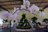 Pekerja menata pohon natal yang terbuat dari puluhan jenis tanaman hias di Duta Orchid Garden, Denpasar, Bali, Kamis (17/12/2020). Pembuatan pohon natal tersebut untuk menyambut Hari Raya Natal pada 25 Desember 2020 mendatang sekaligus sebagai daya tarik wisata. ANTARA FOTO/Nyoman Hendra Wibowo/nym.