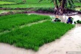 Petani menyiapkan bibit padi saat akan ditanam di Desa Tobungan, Pamekasan, Jawa Timur, Jumat (18/12/2020). Memasuki musim tanam padi akhir tahun ini, petani di Madura mengeluhkan sulitnya mendapatkan pupuk bersubsidi jenis urea dan harus mengganti dengan jenis pupuk lain yang jauh lebih mahal. Antara Jatim/Saiful Bahri/Um