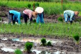 Petani menanam bibit padi di Desa Tobungan, Pamekasan, Jawa Timur, Jumat (18/12/2020). Memasuki musim tanam padi akhir tahun ini, petani di Madura mengeluhkan sulitnya mendapatkan pupuk bersubsidi jenis urea dan harus mengganti dengan jenis pupuk lain yang jauh lebih mahal. Antara Jatim/Saiful Bahri/Um