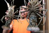 Harga Lobster Naik jelang Natal dan Tahun Baru