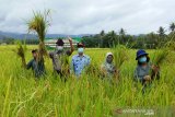 Petani di Kulon Progo panen raya padi premium varietas lokal 