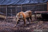 Kementerian LHK lepasliarkan Harimau Corina di Semenanjung Kampar