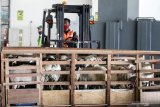 Sejumlah domba siap di kirim ke Brunei Darussalam melalui Bandara Udara Internasional Juanda, Sidoarjo, Jawa Timur, Senin (21/12/2020). Kementerian Pertanian melalui Badan Karantina Pertanian meluncurkan program gerakan tiga kali lipat ekspor (Gratieks) dengan mengirim domba sebanyak 317 ekor per bulan dari total kuota 2000 ekor. Antara Jatim/Umarul Faruq/Mas