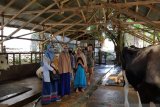 Tim Faterna Unand bantu pengembangan usaha sapi perah di Padang