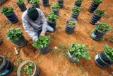 Petani menata tanaman stroberi dalam gallon bekas , di kawasan wisata dingin Gunung Sala, Desa Jabal Antara, Aceh Utara, Aceh, Minggu (20/12/2020). Petani dikawasan itu memamfaatkan gallon bekas untuk budidaya stroberi untuk berwisata sambil memetik buah stroberi sendiri, dengan harga Rp.50 ribu perkilogram. ANTARA FOTO/Rahmad/hp.