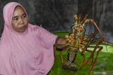 Inak Yani (38) menunjukkan lobster jenis batu hasil budidayanya, di Dusun Gerupuk, Desa Sengkol, Kecamatan Pujut, Praya, Lombok Tengah, NTB, Minggu (20/12/2020). Lobster jenis batu hasil budidaya nelayan di daerah tersebut dijual seharga Rp350 ribu per kilogram untuk memenuhi kebutuhan restoran dan hotel di kawasan wisata Mandalika. ANTARA FOTO/Ahmad Subaidi/hp.