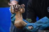 Petugas melepaskan Primata Kukang Jawa (Nycticebus javanicus) di lokasi habituasi sebelum pelepasliaran kembali ke habitat di kawasan Taman Nasional Halimun-Salak, Jawa Barat, Minggu (20/12/2020). Sebanyak 15 individu kukang dari total 30 individu hasil serahan dari warga ke BKSDA dilepasliarkan ke alam setelah menjalani rehabilitasi di Pusat Rehabilitasi IAR Indonesia. ANTARA FOTO/Wahyu Putro A/foc.
