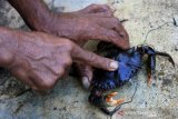 Nelayan mengikat kepiting bakau tangkapannya di Desa Alue Raya, Kecamatan Samatiga, Aceh Barat, Aceh, Senin (21/12/2020). Pedagang pengumpul mengaku, Menjelang perayaan Natal dan Tahun Baru 2021 permintaan kepiting bakau meningkat 150 persen dari biasanya sehingga mempengaruhi kenaikkan harga jual kepiting bakau dari Rp 60.000 per kilogram menjadi Rp 80.000 sampai Rp 120.000 per kilogram. Antara Aceh/Syifa Yulinnas.