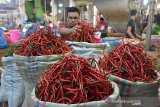 Pedagang menata cabai merah di pasar tradisional Peunayung, Banda Aceh, Aceh, Selasa (22/12/2020). Menurut pedagang di daerah , harga beberapa jenis komoditas kebutuhan pokok menjelang perayaan Natal dan Tahun Baru bergerak naik akibat pasokan berkurang, salah satunya cabai merah dari Rp 47.000 menjadi Rp60.000 perkilogram. Antara Aceh/Ampelsa