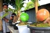 Perajin menata tanaman hias kelapa bonsai yang dijual di Desa Cot Darat, Kecamatan Samatiga, Aceh Barat, Aceh, Selasa (22/12/2020). Perajin mengaku, permintaan tanaman hias kelapa bonsai yang dijual Rp250.000 sampai Rp1.700.000 per buah sejak tiga bulan terakhir meningkat seiring meningkatnya minat warga untuk membudidayakan tanaman tersebut. ANTARA Aceh/Syifa Yulinnas.