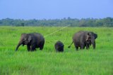 Tiga ekor gajah sumatra (Elephas maximus sumatranus) jinak yang tergabung dalam Elephant Response Unit (ERU) mencari makan di dalam kawasan Taman Nasional Way Kambas (TNWK), Lampung, Selasa (22/12/2020). TNWK yang berdasarkan survei tahun 2010 telah menjadi rumah bagi sekitar 247 ekor gajah liar, saat ini memiliki enam ekor gajah sumatra ERU yang dilatih untuk melakukan patroli rutin dan penghalauan gajah liar guna meminimalisir potensi konflik antara gajah dan manusia di kawasan itu. ANTARA FOTO/Wahdi Septiawan/wsj.