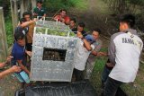 Petugas BKSDA Aceh bersama tim dokter hewan mengangkat kandang berisi harimau Sumatera liar (Panthera tigris sumatrae) ke dalam mobil saat proses pemindahan ke Barumun Nagari Wildlife Sanctuary (BNWS) di Conservation Response Unit (CRU) Desa Naca, Trumon, Aceh Selatan, Aceh, Sabtu (26/12/2020). Pihak BKSDA Aceh menyatakan, harimau Sumatera liar berjenis kelamin jantan yang terperangkap pada Rabu (23/12/2020) di Desa Pangkalan Sulampi, Kecamatan Suro, Kabupaten Aceh Singkil untuk sementara dipindahkan ke BNWS Sumatera Utara untuk observasi lebih lanjut sebelum proses pelepasliaran kembali ke habitatnya di Provinsi Aceh. ANTARA FOTO/Syifa Yulinnas/aww.