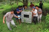 Petugas BKSDA Aceh bersama tim dokter hewan mengangkat kandang berisi harimau Sumatera liar (Panthera tigris sumatrae) ke dalam mobil saat proses pemindahan ke Barumun Nagari Wildlife Sanctuary (BNWS) di Conservation Response Unit (CRU) Desa Naca, Trumon, Aceh Selatan, Aceh, Sabtu (26/12/2020). Pihak BKSDA Aceh menyatakan, harimau Sumatera liar berjenis kelamin jantan yang terperangkap pada Rabu (23/12/2020) di Desa Pangkalan Sulampi, Kecamatan Suro, Kabupaten Aceh Singkil untuk sementara dipindahkan ke BNWS Sumatera Utara untuk observasi lebih lanjut sebelum proses pelepasliaran kembali ke habitatnya di Provinsi Aceh. ANTARA FOTO/Syifa Yulinnas/aww.