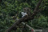 Seekor Monyet Ekor Panjang (Macaca fascicularis) memakan sisa makanan dari kantong plastik di kawasan Cisarua, Kabupaten Bandung Barat, Jawa Barat, Minggu (27/12/2020). Kawanan Monyet Ekor Panjang yang berhabitat di hutan kawasan Cisarua tersebut kerap mendatangi pemukiman warga serta mencari makan di area pembuangan sampah. ANTARA JABAR/Novrian Arbi/agr