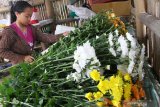 Petani memanen bunga krisan untuk dikirim ke Bali dan Surabaya di Sidomulyo, Batu, Jawa Timur, Senin (28/12/2020). Belum pulihnya pasar bunga Krisan akibat pandemi membuat petani bunga setempat hanya berani menanam 6000 bibit dari 12.000 bibit atau 50 persen untuk menghindari kerugian. Antara Jatim/Ari Bowo Sucipto/Um