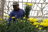 Petani memanen bunga krisan untuk dikirim ke Bali dan Surabaya di Sidomulyo, Batu, Jawa Timur, Senin (28/12/2020). Belum pulihnya pasar bunga Krisan akibat pandemi membuat petani bunga setempat hanya berani menanam 6000 bibit dari 12.000 bibit atau 50 persen untuk menghindari kerugian. Antara Jatim/Ari Bowo Sucipto/Um