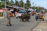 Petugas gabungan menghalau kerbau liar saat penertiban ternak liar di jalan lintas nasional Meulaboh-Banda Aceh Desa Seuneubok, Johan Pahlawan, Aceh Barat, Aceh, Senin (28/12/2020). Pemerintah Kabupaten Aceh Barat melakukan penertiban ternak liar sebagai upaya menciptakan ketertiban umum, ketentraman, kebersihan dan keindahan lingkungan serta meningkatkan keselamatan dan kenyamanan pengguna jalan. Antara Aceh/Syifa Yulinnas.