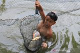 Seorang anak menunjukkan ikan bawal air tawar (Colossoma Macropomum) yang dibudidaya di kawasan tambak Desa Pasi Pinang, Kecamatan Meureubo, Aceh Barat, Aceh, Selasa (29/12/2020). Kementerian Kelautan dan Perikanan (KKP) menargetkan peningkatan produktivitas perikanan budidaya dari target produksi tahun 2020 sebanyak 18,44 juta ton menjadi 19,47 juta ton pada 2021. Antara Aceh/Syifa Yulinnas.