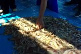 Petambak udang di Demak panen dini akibat banjir
