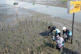 BPDASHL Jeneberang gandeng SOSBOFI hijaukan pesisir Lantebung Makassar