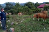 Petani Bungus dapat bantuan sapi Kementan RI, sempat mati 10 ekor kini berkembang jadi 25 ekor
