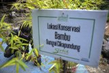 Pegiat alam dari Komunitas Serlok Bantaran Indonesia merawat bibit tanaman bambu di Daerah Aliran Sungai Cikapundung, Bandung, Jawa Barat, Senin (4/1/2021). Komunitas Serlok Bantaran Indonesia berinisiatif membuat lahan konservasi untuk tanaman bambu di Bantaran Sungai Cikapundung untuk mengembalikan ekosistem tanaman bambu sebagai antisipasi kerusakan lingkungan di Bandung Utara. ANTARA JABAR/Raisan Al Farisi/agr