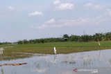 Kudus upayakan bantuan benih padi untuk petani terdampak banjir