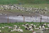 Indonesia steps up bird flu surveillance amidst global rise in cases