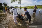 Relawan membantu warga menaiki titian kayu untuk melintas di Jalan Martapura lama yang terendam banjir di Desa Sungai Rangas Ulu, Kabupaten Banjar, Kalimantan Selatan, Rabu (6/1/2021). Menurut Badan Penanggulangan Bencana Daerah (BPBD) Kabupaten Banjar, banjir setinggi lima hingga satu meter yang melanda pemukiman di sejumlah desa di Kabupaten Banjar tersebut dipicu oleh hujan dengan intensitas tinggi sehingga menyebabkan debit air sungai Martapura meluap. Foto Antaranews Kalsel/Bayu Pratama S.