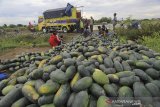Sejumlah petani memanen semangka di lahan tidur di desa Pabean udik, Indramayu, Jawa Barat, Kamis (7/1/2021). Petani memanfaatkan lahan tidur yang tidak produktif daerah tersebut untuk diolah dan ditanami semangka. ANTARA JABAR/Dedhez Anggara/agr
