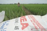Petani menebar pupuk di areal sawah desa Brondong, Kecamatan Pasekan, Indramayu, Jawa Barat, Jumat (8/1/2021). Petani daerah itu mengaku kesulitan mendapatkan pupuk bersubsidi akibat terjadinya kelangkaan sejak Desember 2020 lalu dan pupuk subsidi tahun 2021 mengalami kenaikan harga sekitar Rp.300 hingga Rp.450 per kilogram. ANTARA JABAR/Dedhez Anggara/agr