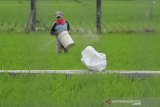 Petani menebar pupuk di areal sawah desa Brondong, Kecamatan Pasekan, Indramayu, Jawa Barat, Jumat (8/1/2021). Petani daerah itu mengaku kesulitan mendapatkan pupuk bersubsidi akibat terjadinya kelangkaan sejak Desember 2020 lalu dan pupuk subsidi tahun 2021 mengalami kenaikan harga sekitar Rp.300 hingga Rp.450 per kilogram. ANTARA JABAR/Dedhez Anggara/agr