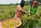 Anggota kelompok tani Nambangan Lor memanen cabai rawit di lahan tidur milik Pemkot Madiun di Kota Madiun, Jawa Timur, Kamis (7/1/2021). Hasil panen cabai dengan memanfaatkan lahan kosong milik Pemkot yang sebelumnya tanpa tanaman tersebut dijual dengan harga Rp75 ribu per kilogram. Antara Jatim/Siswowidodo/zk