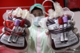 Petugas menunjukkan kantong darah pendonor di ruang layanan Unit Tranfusi Darah (UTD) PMI Sidoarjo, Jawa Timur, Jumat (8/1/2021). Pihak PMI Sidoarjo mengatakan jumlah pendonor darah di tempat tersebut menurun dari rata-rata 100 kantong per hari menjadi 60 kantong darah per hari pada masa pandemi COVID-19. Antara Jatim/Umarul Faruq/Zk