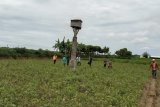 WCS ajak petani manfaatkan burung hantu kendalikan hama tikus di sawah