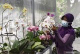 Pembudidaya anggrek Wahyu Niken Febrianti merawat tanaman angrek di kebunnya di Kota Madiun, Jawa Timur, Sabtu (9/1/2021). Berbagai jenis anggrek yang dibudidayakan seperti phalaenopsis (anggrek bulan), dendrobium keriting, dendrobium bunga bulat, cattleya, vanda, grammaphylum, oncydium dijual dengan harga antara Rp20 ribu hingga Rp800 ribu per tanaman. Antara Jatim/Siswowidodo/ZK