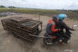 Peternak menarik kandang berisi bebek usai digembalakan di area persawahan Desa Kwadungan, Kediri, Jawa Timur, Sabtu (9/1/2021). Bebek tersebut digembalakan hingga belasan kilometer menggunakan kandang yang ditarik sepeda motor menuju area persawahan bekas lahan padi untuk menekan biaya pakan sekaligus mendongkrak produktivitas telur. Antara Jatim/Prasetia Fauzani/ZK