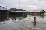 Anak-anak bermain saat banjir melanda Desa Banua Raya di Kabupaten Tanah Laut, Kalimantan Selatan, Senin (11/1/2021). Berdasarkan data yang telah di himpun aparat desa Banua Raya, sebanyak 2.907 Jiwa terdampak banjir akibat luapan sungai Bati Bati.Foto Antaranews Kalsel/Bayu Pratama S.