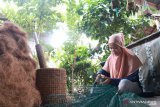 Seorang ibu di Pariaman buka usaha pot bunga dari sabut kelapa beromzet jutaan rupiah perbulan (Video)