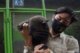 Petugas berinteraksi dengan seekor Binturung (Arctictis binturong) di Kebun Binatang Madiun Umbul Square Kabupaten Madiun, Jawa Timur, Rabu (13/1/2021). Menurut pengelola, kebun binatang tersebut menghadapi kesulitan biaya operasional karena harus menerapkan Pelaksanaan Pembatasan Kegiatan Masyarakat (PPKM) dengan tidak menerima pengunjung selama 15 hari mulai tanggal 11 hingga 25 Januari guna pencegahan penularan COVID-19, sedangkan selama masa pandemi COVID-19 pernah tutup dan saat dibuka pun sepi pengunjung, sehingga memutuskan untuk melakukan penggalangan donasi guna mencukupi kebutuhan biaya operasional. Antara Jatim/Siswowidodo/ZK