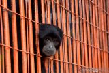 Seekor Siamang (Symphalangus syndactylus) melongokkan kepalanya dari celah kandang di Kebun Binatang Madiun Umbul Square Kabupaten Madiun, Jawa Timur, Rabu (13/1/2021). Menurut pengelola, kebun binatang tersebut menghadapi kesulitan biaya operasional karena harus menerapkan Pelaksanaan Pembatasan Kegiatan Masyarakat (PPKM) dengan tidak menerima pengunjung selama 15 hari mulai tanggal 11 hingga 25 Januari guna pencegahan penularan COVID-19, sedangkan selama masa pandemi COVID-19 pernah tutup dan saat dibuka pun sepi pengunjung, sehingga memutuskan untuk melakukan penggalangan donasi guna mencukupi kebutuhan biaya operasional. Antara Jatim/Siswowidodo/ZK