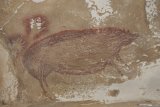 Lukisan gua tertua di dunia berusia 45.500 tahun ditemukan di Indonesia
