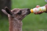  Perawat satwa memberi susu bayi Llama (Lama glama) (Tursiops truncatus) yang berjenis kelamin betina di  Taman Safari Prigen, Pasuruan, Jawa Timur, Jumat (15/1/2021). Llama yang lahir pada 20 September 2020  tersebut diberi nama Inul dan menambah koleksi Llama di taman tersebut menjadi 16 ekor . Antara Jatim/Zabur Karuru