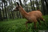 Bayi Llama (Lama glama) (Tursiops truncatus) yang berjenis kelamin betina bermain di Taman Safari Prigen, Pasuruan, Jawa Timur, Jumat (15/1/2021). Llama yang lahir pada 20 September 2020  tersebut diberi nama Inul dan menambah koleksi Llama di taman tersebut menjadi 16 ekor. Antara Jatim/Zabur Karuru