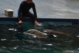 Bayi Lumba-lumba Hidung Botol (Tursiops truncatus) yang berjenis kelamin betina dan bernama Uchuy bermain bersama induknya di  Taman Safari Prigen, Pasuruan, Jawa Timur, Jumat (15/1/2021). Uchuy yang lahir normal pada 16 Oktober 2020 tersebut merupakan Lumba-lumba Hidung Botol pertama yang lahir di taman itu sehingga menambah koleksi Lumba-lumba Hidung Botol di taman tersebut menjadi lima ekor . Antara Jatim/Zabur Karuru/ZK
