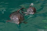 Bayi Lumba-lumba Hidung Botol (Tursiops truncatus) yang berjenis kelamin betina dan bernama Uchuy (kanan) bermain bersama induknya di  Taman Safari Prigen, Pasuruan, Jawa Timur, Jumat (15/1/2021). Uchuy yang lahir normal pada 16 Oktober 2020 tersebut merupakan Lumba-lumba Hidung Botol pertama yang lahir di taman itu sehingga menambah koleksi Lumba-lumba Hidung Botol di taman tersebut menjadi lima ekor . Antara Jatim/Zabur Karuru/ZK